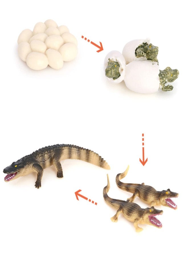 Hvogvok Crocodile Growth Cycle, Animal Growth Cycle Biological Model Toy Growth Stage Lifelike Crocodile Life Cycle Model Set for Kids Education Insect Themed Party Favors - Image 5